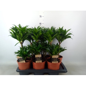 Dracaena frag. 'Compacta'