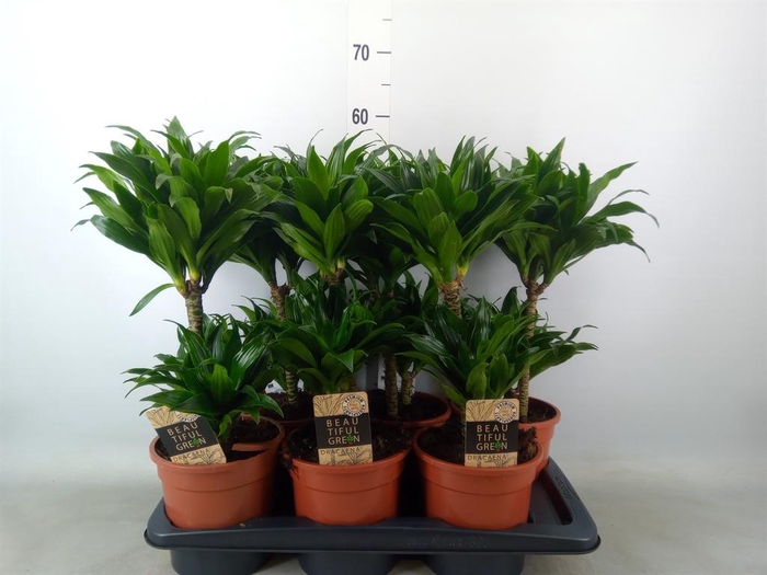 <h4>Dracaena frag. 'Compacta'</h4>