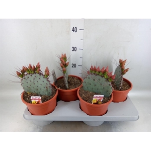 Opuntia azurea