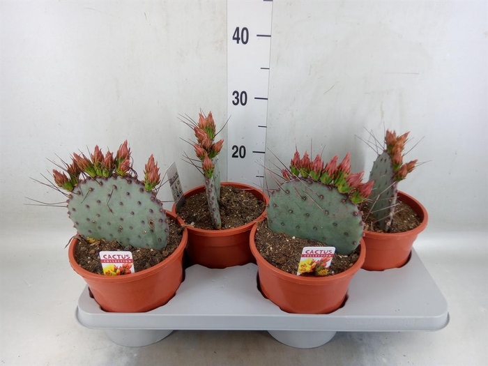 <h4>Opuntia azurea</h4>