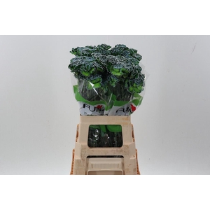 Dian. ST. DYED Polar Light