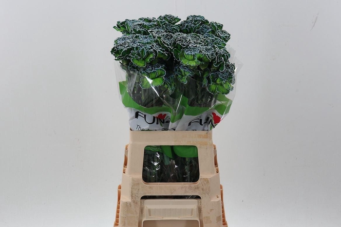 <h4>Dian. ST. Tinted Polar Light</h4>