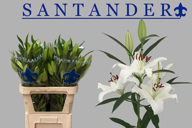 <h4>LI OR SANTANDER</h4>