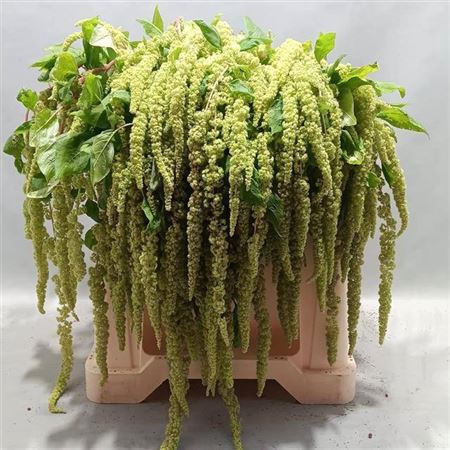 <h4>Amar Ca Green Cord</h4>