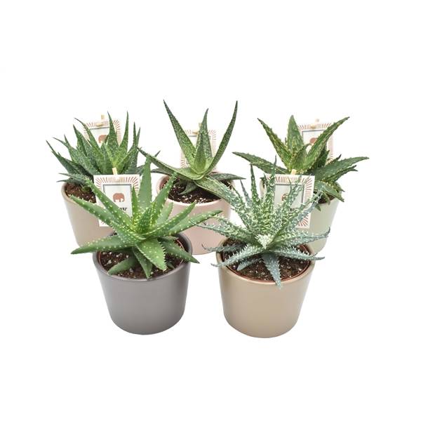 <h4>Aloe Safari gemengd</h4>