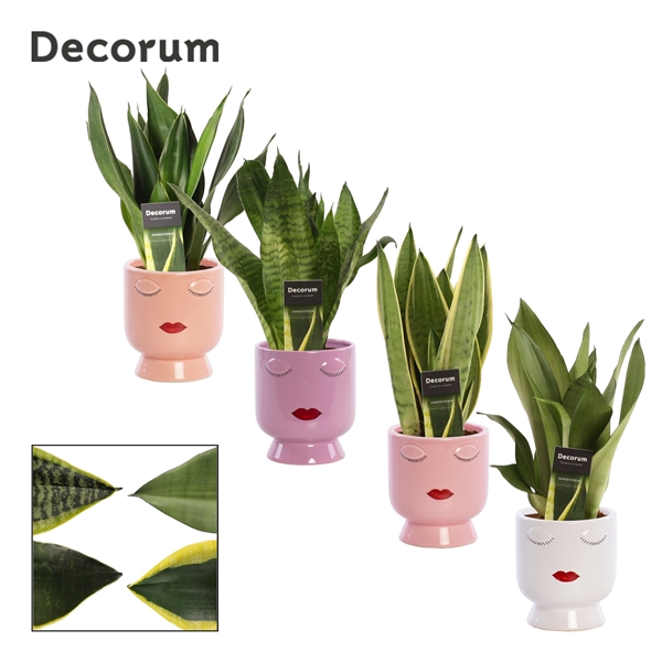 <h4>Sansevieria Super mix 12 cm in Dua Lipa (Party Love-collection)</h4>