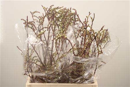 <h4>Stachyurus</h4>