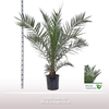 Phoenix canariensis