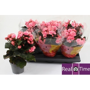 BEG DU MO 2 JOY PINK