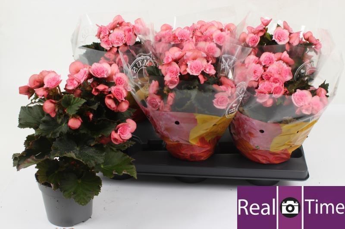 <h4>BEG DU MO 2 JOY PINK</h4>