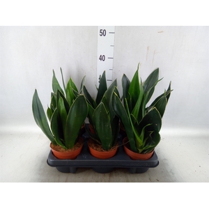 Sansevieria trifa.   ...