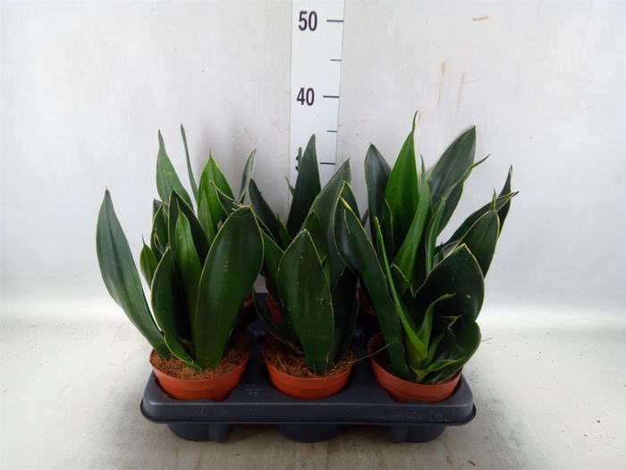 <h4>Sansevieria trifa.   ...</h4>