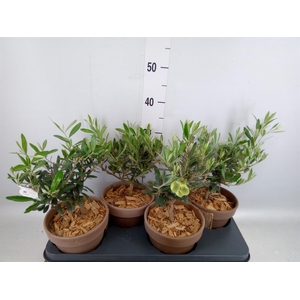 Arr.   Tuinplanten L%