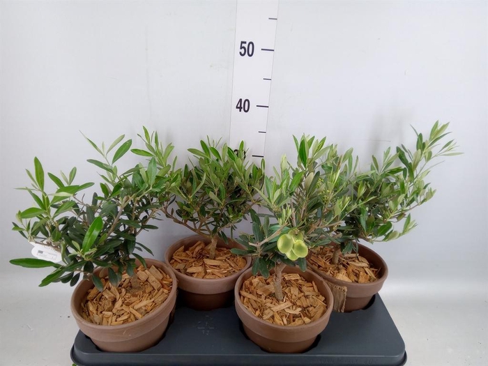 <h4>Arr.   Tuinplanten L%</h4>