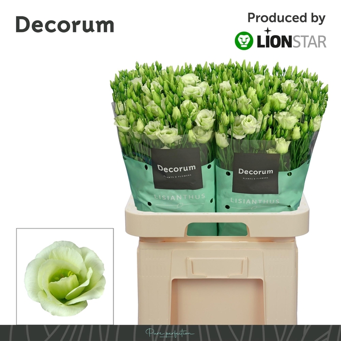 <h4>EUS G ROSI GREEN</h4>