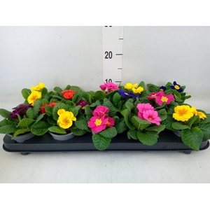 Primula ac.   ...mix