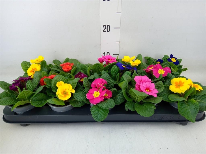 <h4>Primula ac.   ...mix</h4>