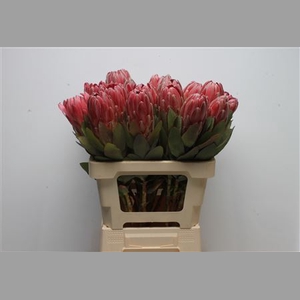 Protea Sharon