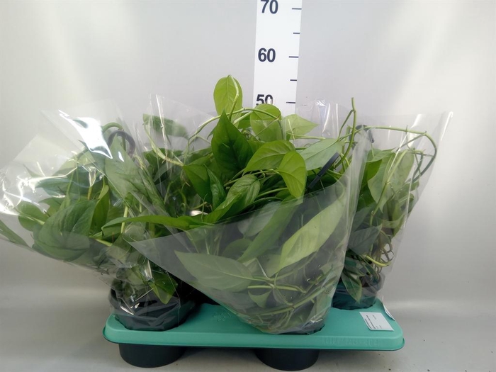 <h4>Epipremnum pinn. 'Cebu Blue'</h4>