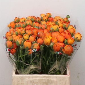 Ran El Sr Orange Prima