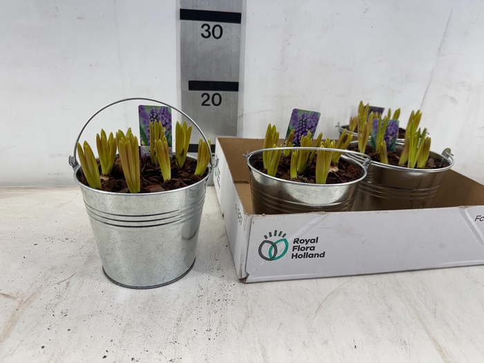 <h4>ARR BOL KNOLGEWAS</h4>