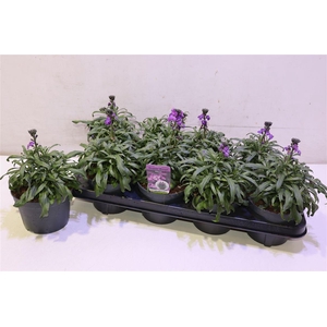 arr8 Erys Bowles Mauve