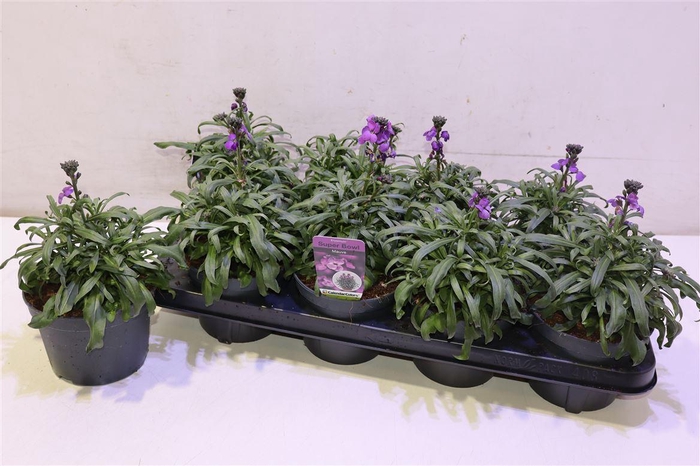 <h4>Erys Bowles Mauve</h4>