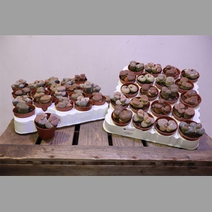 Lithops