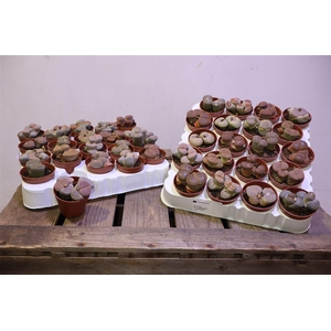 Lithops