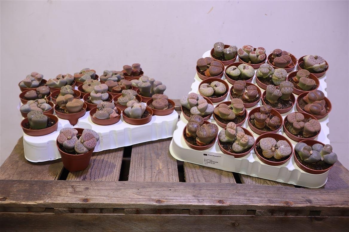 <h4>Lithops</h4>