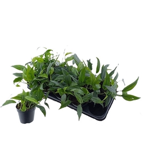 Epipremnum pinnatum Cebu Bleu 12Ø 25cm