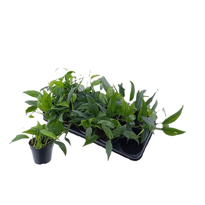<h4>Epipremnum pinnatum Cebu Bleu 12Ø 25cm</h4>