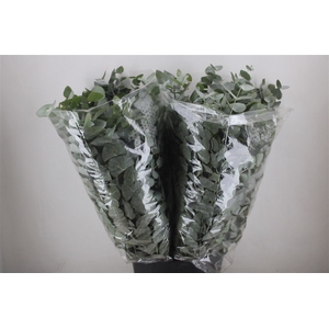 Euca Cinerea 200gr P Bunch