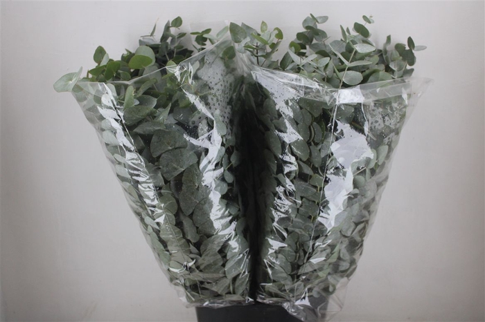 <h4>Euca Cinerea 200gr P Bunch</h4>