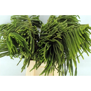 Araucaria Excelsa Med. Pbs