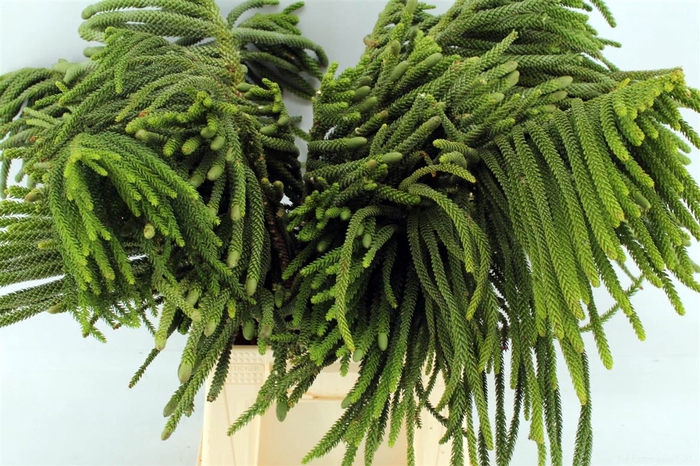 <h4>Araucaria Excelsa Med. Pbs</h4>