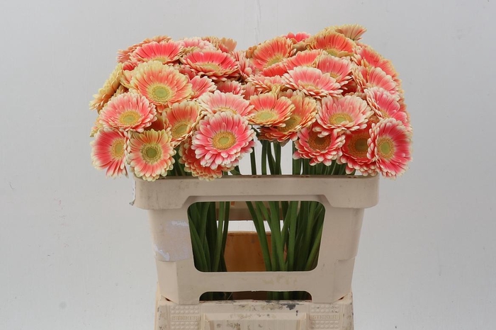 <h4>Ge Mi Tompouce</h4>