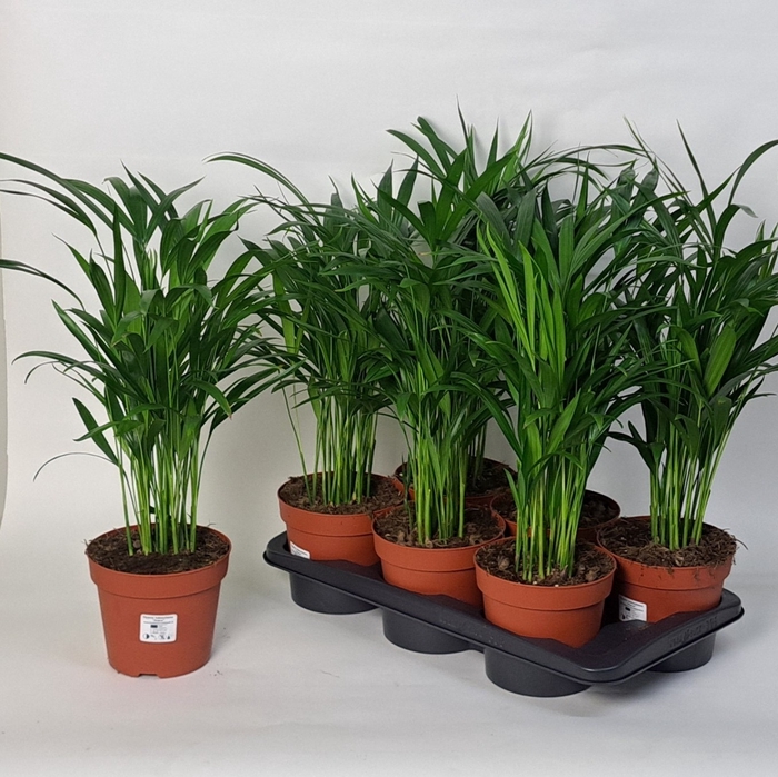 <h4>DYPSIS LUTESCENS</h4>