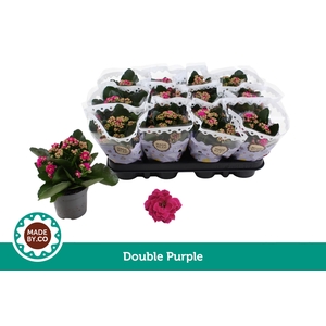 Kalanchoë Double Purple