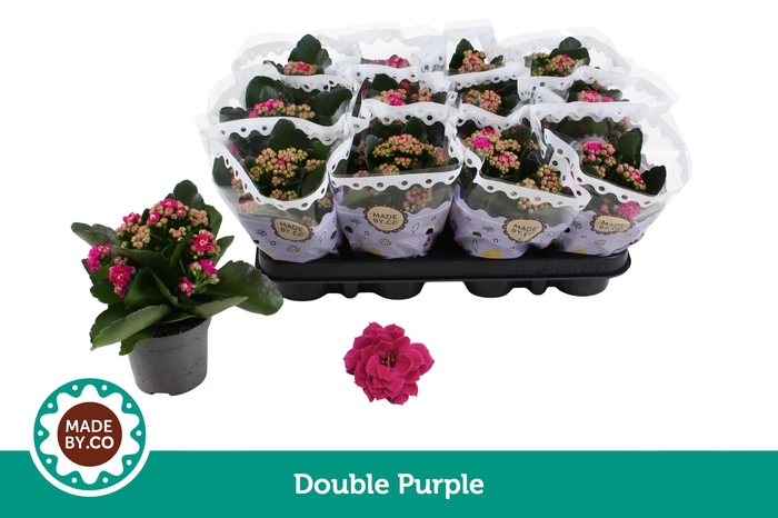 <h4>Kalanchoë Double Purple</h4>