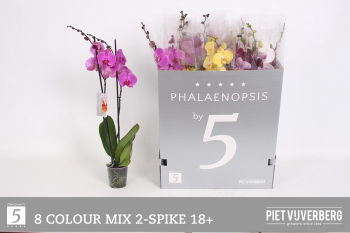 <h4>PHAL GEM 8 KL</h4>