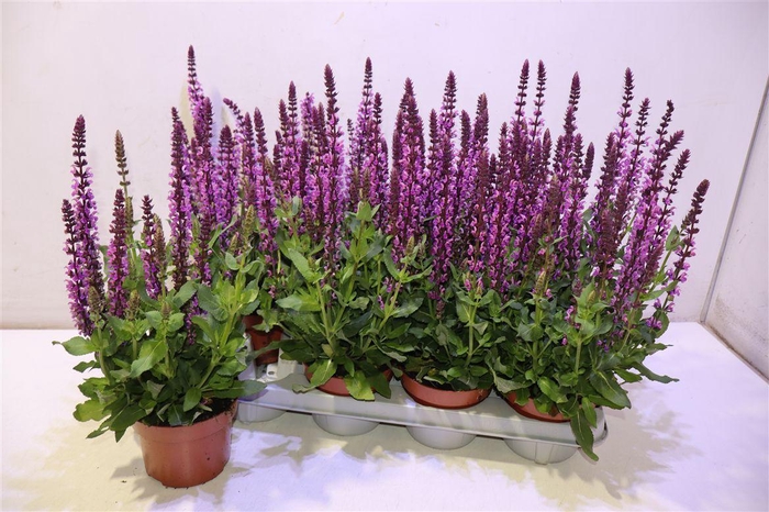 <h4>Salvia Ne Se Dp Rose</h4>
