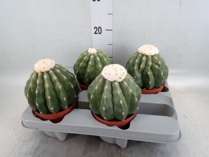 <h4>Cactus   ...</h4>