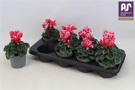 Cycl Kl Metis Fantas