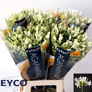 AGAP EYFORI WHITE