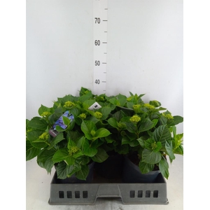 Hydrangea mac. 'Early'