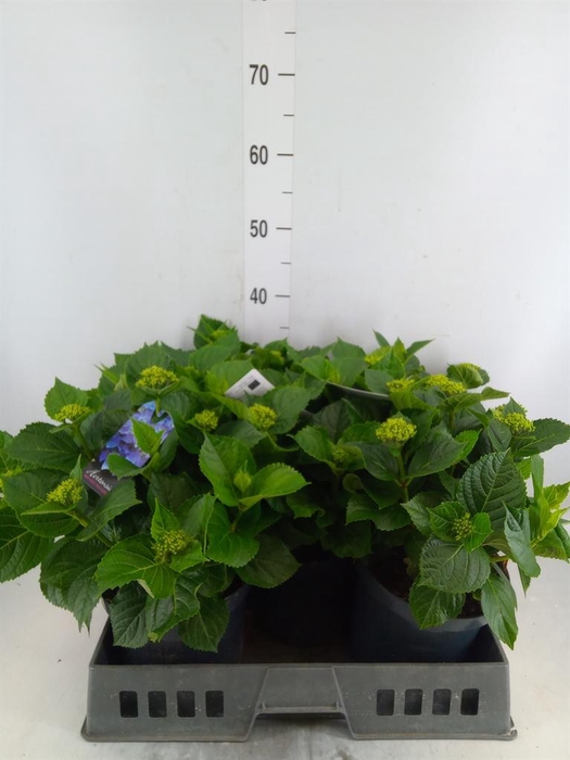 <h4>Hydrangea mac. 'Early'</h4>