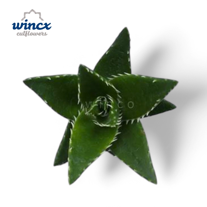 <h4>Aloe Mitriformis Cutflower Wincx-8cm</h4>