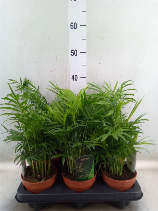 <h4>Chamaedorea elegans</h4>