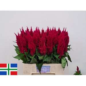 Celosia plum century purple